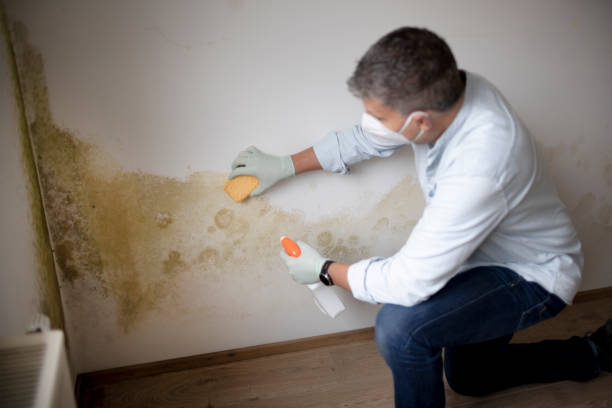 Reliable Versailles, OH Mold Removal Solutions
