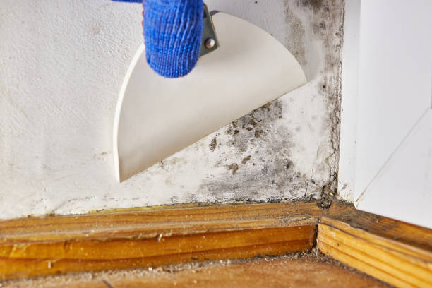 Best Commercial Mold Inspection  in Versailles, OH