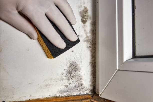 Best Post-Remediation Verification Testing  in Versailles, OH